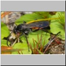 Anoplius viaticus - Wegwespe m001d 8mm - Sandgrube Niedringhaussee-det.jpg